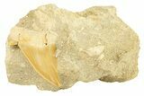 Bargain, Otodus Shark Tooth Fossil in Rock - Morocco #292029-1